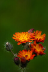 orange flower in the garden