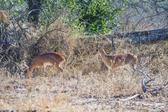 oribi mammal reproduction in the kruger national park of south africa