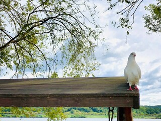 white dove on a branch