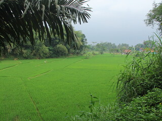 green and fresh rice fields