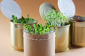 young fresh healthy greens in metal cans. the concept of waste-free agriculture. Self-sufficiency at home, process and grow your own food