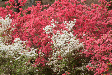White and pink azalea bushes
