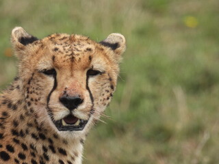cheetahs in the serengeti