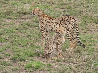 cheetahs in the serengeti