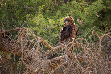 Bateleur Eagle juvenile perched on a tree in backlit in Kgalagadi transfrontier park, South Africa ; Specie Terathopius ecaudatus family of Accipitridae