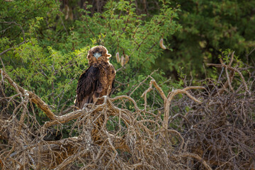 Bateleur Eagle juvenile perched on a tree in backlit in Kgalagadi transfrontier park, South Africa ; Specie Terathopius ecaudatus family of Accipitridae