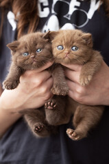 Katzenbaby Kitten in cinamon Geschwister edel und hübsch