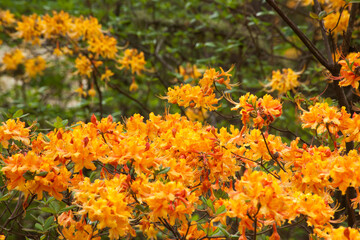 Orange flowers in a garden
