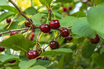 Ripe cherries hanging from a cherry tree branch. Water droplets on fruits, cherry orchard after the rain