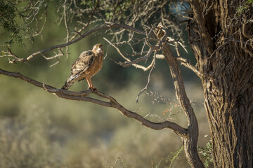 Brown snake eagle standing on a branch in Kgalagadi transfrontier park, South Africa; specie Circaetus cinereus family of Accipitridae