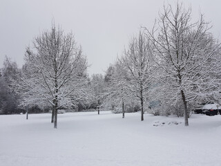 Fototapeta na wymiar Snow-covered trees and ground with white sky.