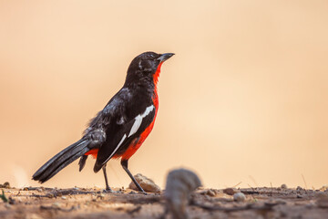 Crimson breasted Gonolek isolated in natural background in Kgalagadi transfrontier park, South Africa; specie Laniarius atrococcineus family of Malaconotidae