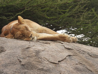 lions in the serengeti