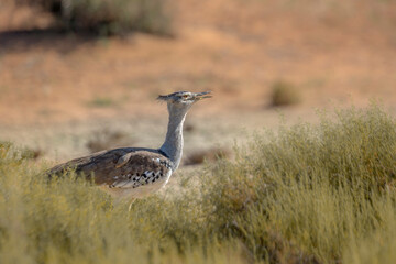 Kori bustard walking in the grass in Kgalagadi transfrontier park, South Africa ; Specie Ardeotis kori family of Otididae