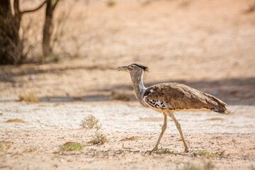 Kori bustard walking in sand desert in Kgalagadi transfrontier park, South Africa ; Specie Ardeotis kori family of Otididae
