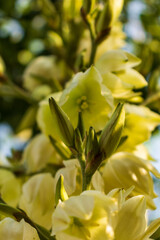 Cream color blossoms on flower stalk, Creamy White Blooms on Flowering Branch with Clear Blue Heavens, Yellowish flowers on blossoming stalk in garden