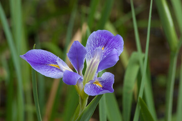 Blue Iris blooming in a garden
