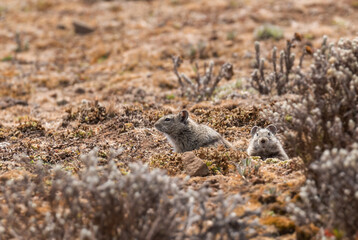 Abyssinian Grass Rat - Arvicanthis abyssinicus, small shy rat endemic to Ethiopean mountains, Bale mountains, Ethiopia.