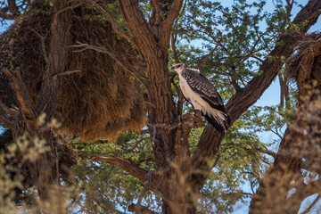 Martial Eagle juvenile standing in tree in Kgalagadi transfrontier park, South Africa ; Specie Polemaetus bellicosus family of Accipitridae