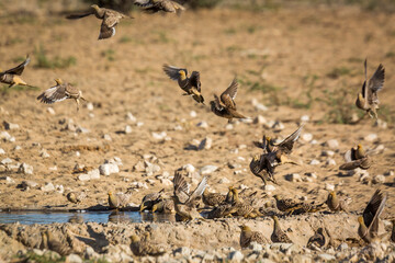 Namaqua sandgrouse flock flying over waterhole in Kgalagadi transfrontier park, South Africa; specie Pterocles namaqua family of Pteroclidae