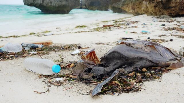 海岸に打ち上げられたウミガメの死骸　海洋ごみ問題　環境破壊イメージ