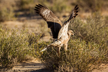 Pale Chanting-Goshawk juvenile hunting on ground in Kgalagadi transfrontier park, South Africa; specie Melierax canorus family of Accipitridae