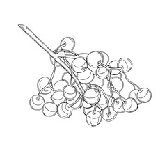 Vector illustration of black line hand drawn elderberry branch isolated on white background
