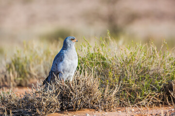 Pale Chanting-Goshawk hunting in ground in Kgalagadi transfrontier park, South Africa; specie Melierax canorus family of Accipitridae