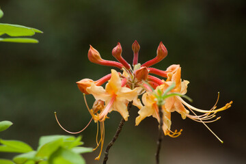 Orange flowers in a garden