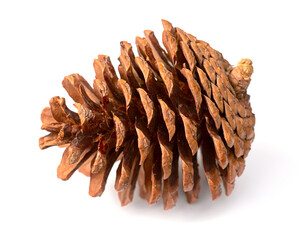 one dried pine cone isolated on white background