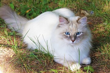 Neva Masquerade cat color point