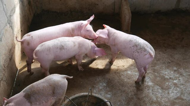 many piglets on the farm