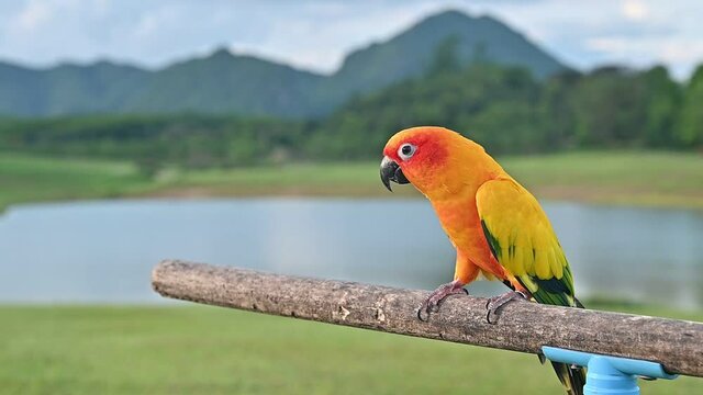 Sun conure parrot standing on tree branch with beautiful scenery. Sun conures are among the most colorful parrots with playful antics, this bird one of the loudest of all the medium-sized parrots.