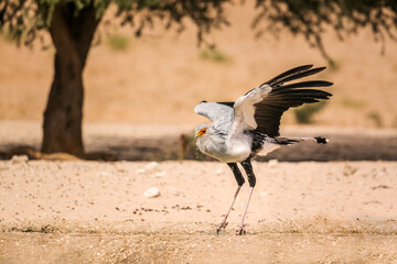 Secretary bird drinking and spreading wings in Kgalagadi transfrontier park, South Africa; specie Sagittarius serpentarius family of Sagittariidae