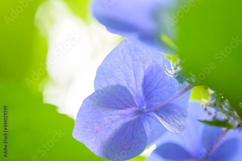 アジサイの花 新緑イメージ Hydrangea Flower Fresh Green Image クローズアップ マクロ撮影 Close Up Macro Photography 日本21年新緑撮影 Japan 21 Fresh Green Photography 九州 熊本県 南阿蘇山麓 Kyushu Kumamoto Prefecture Asia Canvas Print