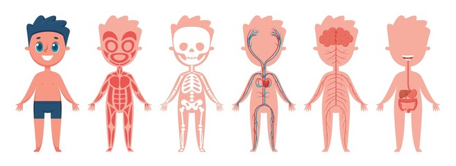 Boy body anatomy. Human muscular, skeletal, circulatory, nervous and digestive systems. Educational illustration for children vector set. Nerves and muscular systems, figure with organs