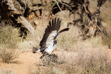 Secretary bird hunting with spread wings in Kgalagadi transfrontier park, South Africa; specie Sagittarius serpentarius family of Sagittariidae
