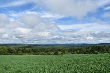 Fototapeta premium A field of oats under a cloudy sky, Sainte-Apolline, Québec, Canada