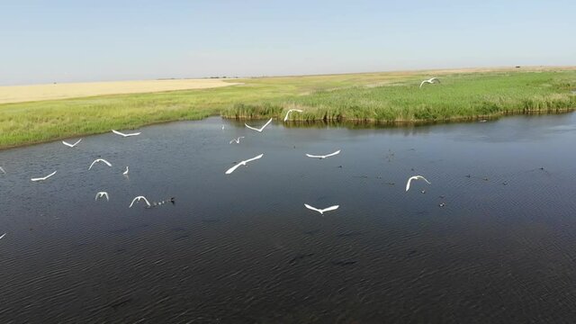 Kalmykia, a lake in the steppe. Herons fly over the water. 
