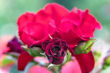 Macro photo of a rose flower growing in the open ground, in natural conditions