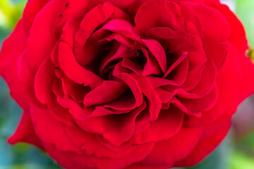 Macro photo of a rose flower growing in the open ground, in natural conditions
