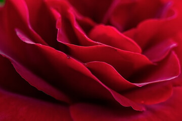 Macro photo of a rose flower growing in the open ground, in natural conditions