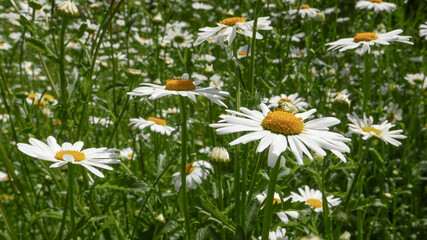 Close up of a field of daisies in summer