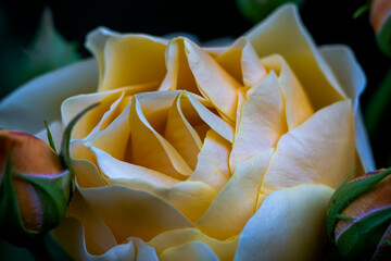 Macro photo of a rose flower growing in the open ground, in natural conditions