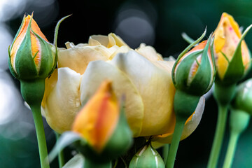 Macro photo of a rose flower growing in the open ground, in natural conditions