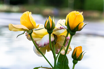 Macro photo of a rose flower growing in the open ground, in natural conditions