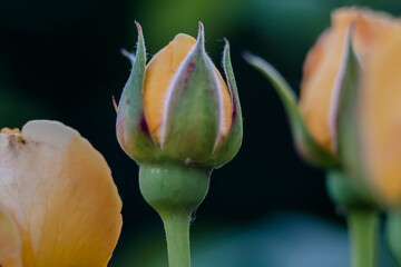 Macro photo of a rose flower growing in the open ground, in natural conditions
