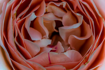 Macro photo of a rose flower growing in the open ground, in natural conditions