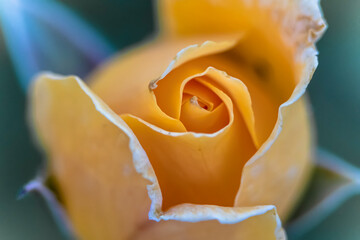 Macro photo of a rose flower growing in the open ground, in natural conditions