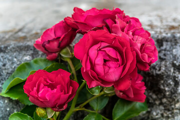 Macro photo of a rose flower growing in the open ground, in natural conditions